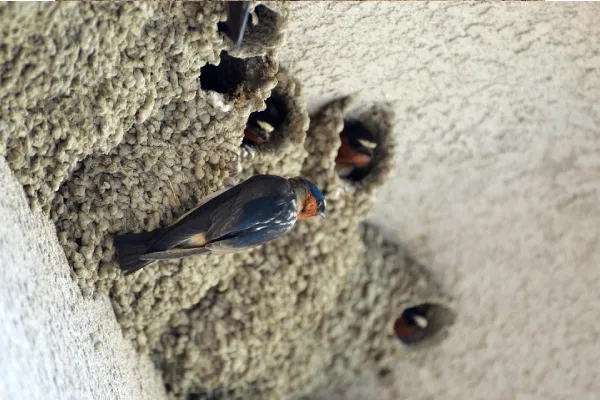 Cliff Swallows And Their Nests