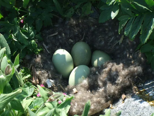 Common Eider Nest And Eggs