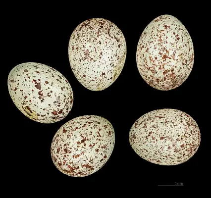 Eastern Meadowlark Eggs