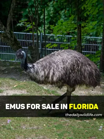 Emus For Sale In Florida