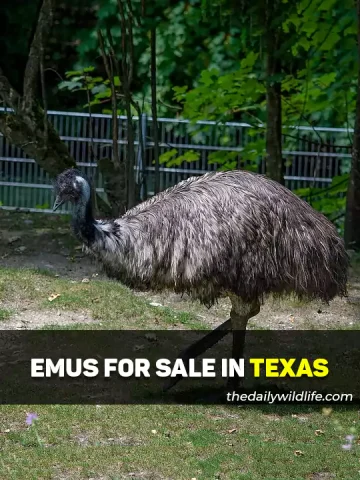 Emu For Sale In Texas