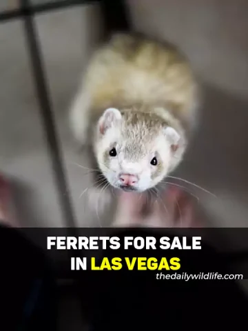 Ferrets For Sale In Las Vegas