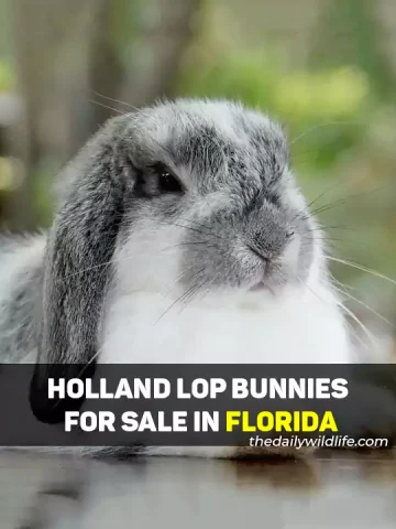 Holland Lop Bunnies For Sale In Florida - Holland Lop Breeders in Florida