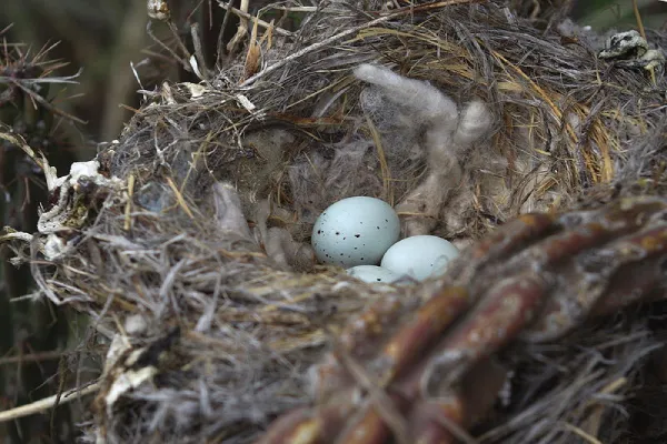 House Finch Nest And Eggs