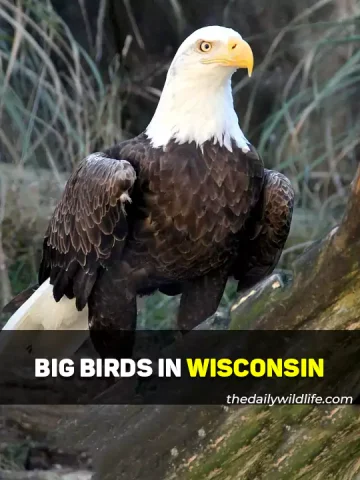 Large Birds In Wisconsin