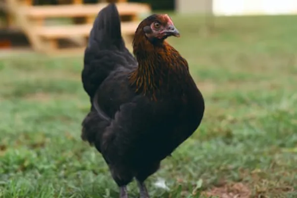 Black Marans Chicken