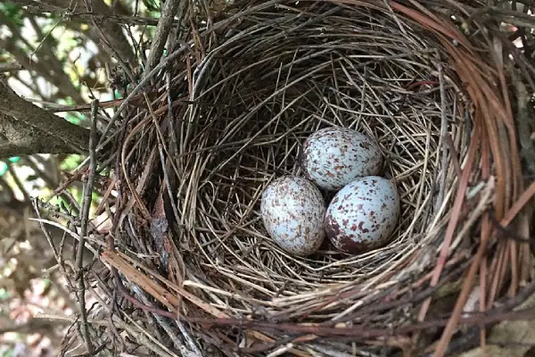 Northern Cardinal Eggs
