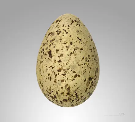 Red Knot Egg