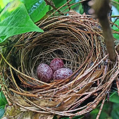 Red-whiskered Bulbul Nest And Eggs