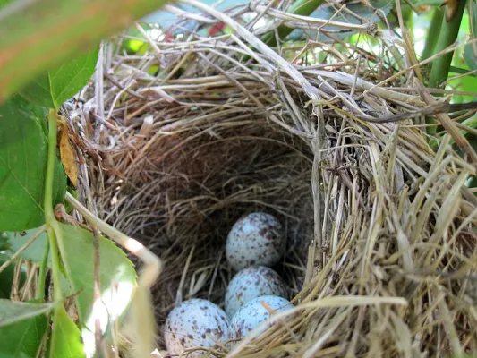 Song Sparrow Nest And Eggs
