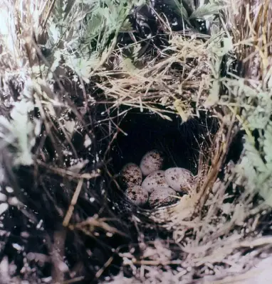 Western Meadowlark Eggs