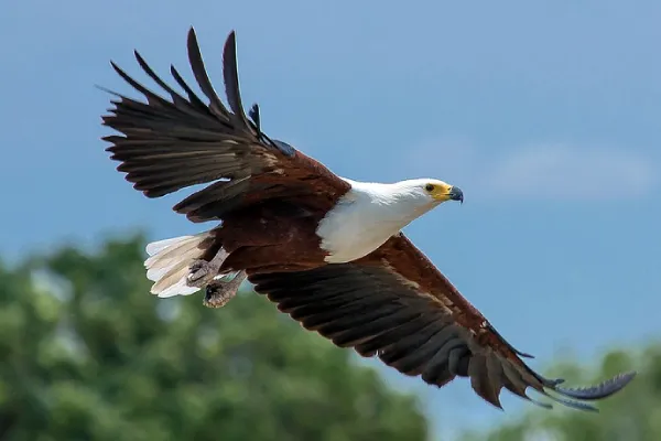 African Fish Eagle Flying