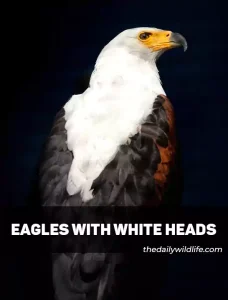Eagles With White Heads
