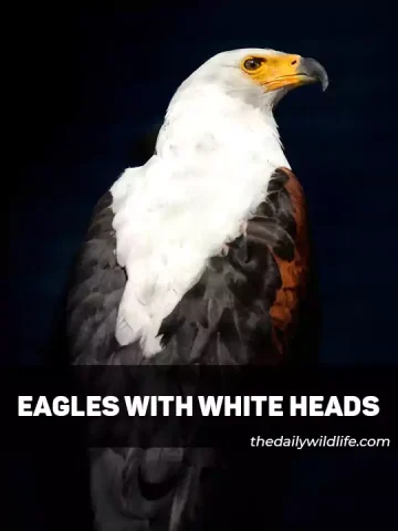 Eagles With White Heads