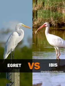 Egret Vs Ibis Differences And Similarities