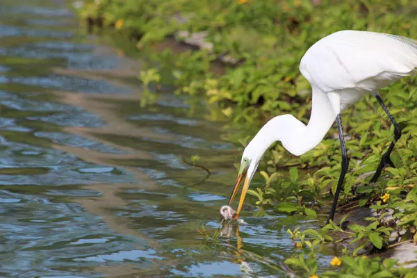 Great White Egret Hunting For Food