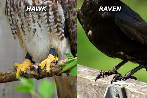 Hawk Vs Raven Talons