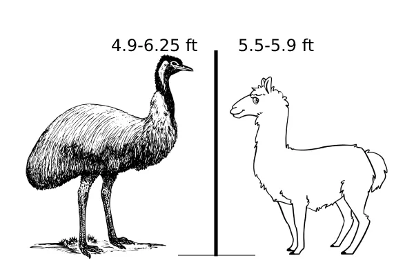 Llama Vs Emu Size