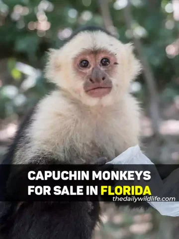 Capuchin Monkeys For Sale In Florida