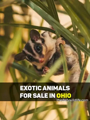Exotic Animals For Sale In Ohio