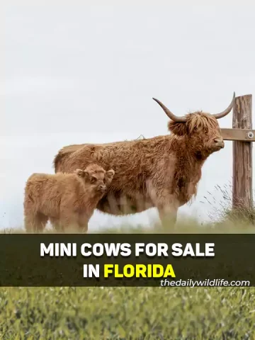 Miniature Cows For Sale In Florida