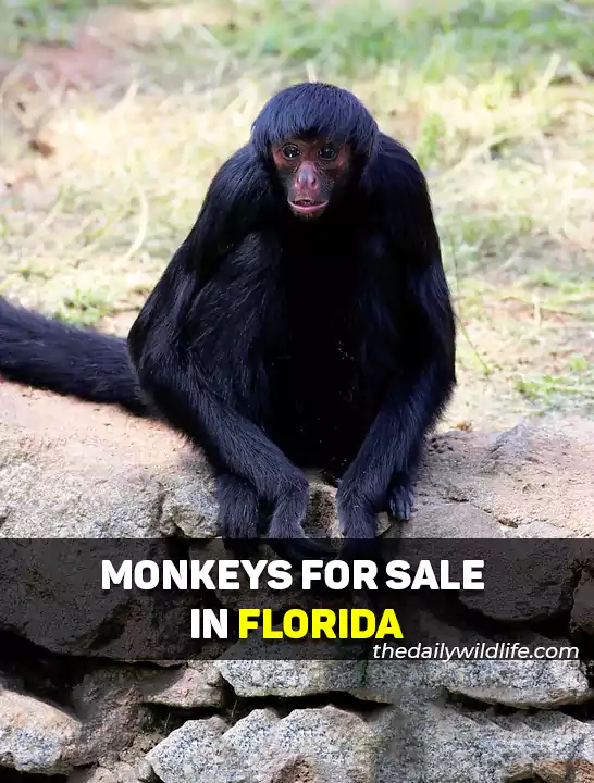 15 Places With Monkeys For Sale In Florida (2023)