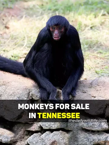 Monkeys For Sale In Tennessee