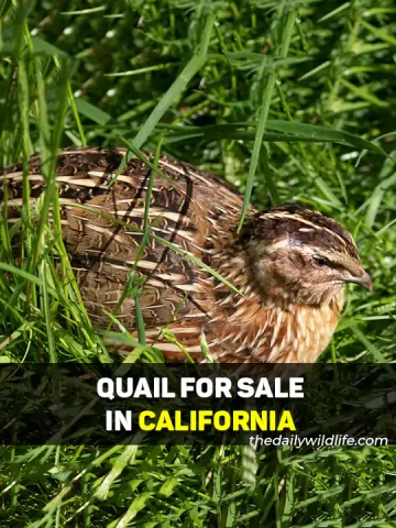 Quail For Sale In California