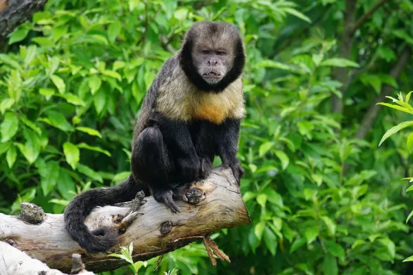 Yellow-Breasted Capuchin