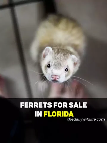 Ferrets For Sale In Florida