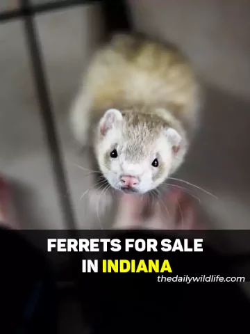Ferrets For Sale In Indiana