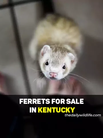 Ferrets For Sale In Kentucky