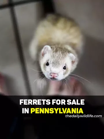 Ferrets For Sale In Pennsylvania