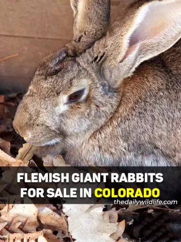 Flemish Giant Rabbits For Sale In Colorado