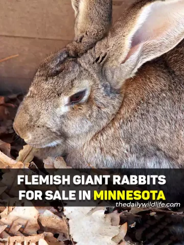 Flemish Giant Rabbits For Sale In Minnesota