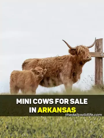 Miniature Cattle For Sale In Arkansas