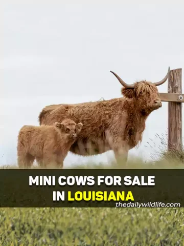 Miniature Cows For Sale In Louisiana