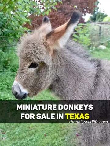 Miniature Donkeys For Sale In Texas