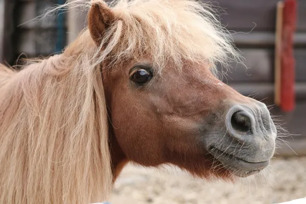Pony Head Close Up
