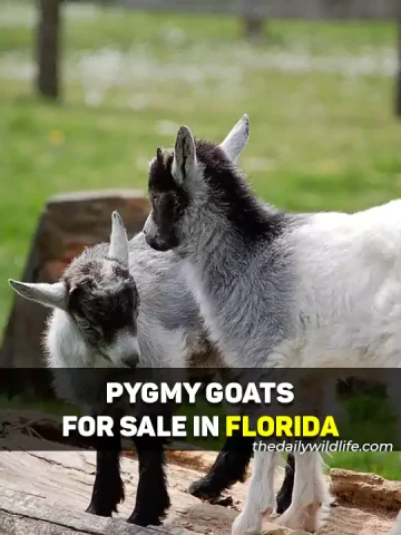 Pygmy Goats For Sale In Florida