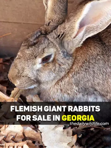 Flemish Giant Rabbits For Sale In Georgia