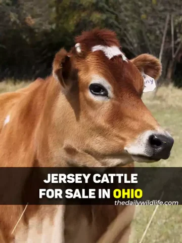 Jersey Cows For Sale In Ohio