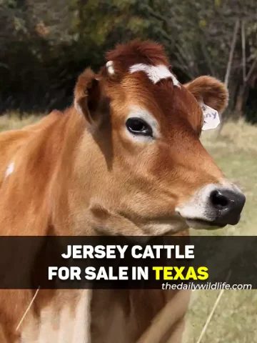 Jersey Cows For Sale In Texas