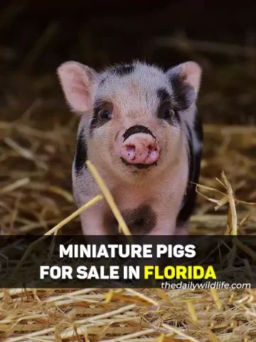 Mini Pigs For Sale In Florida