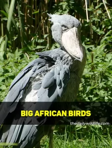 Big African Birds