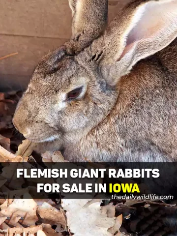 Flemish Giant Rabbits For Sale In Iowa