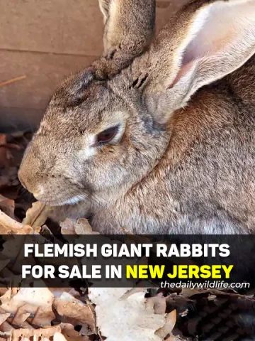 Flemish Giant Rabbits For Sale In New Jersey