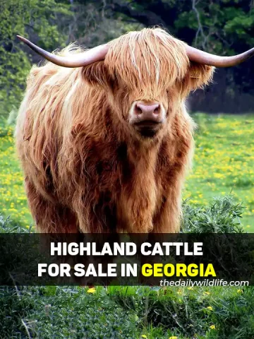 Highland Cows For Sale In Georgia