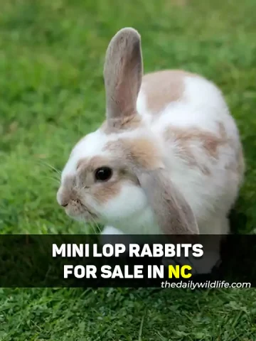 Mini Lop Rabbits For Sale In North Carolina