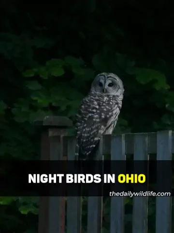 Nocturnal Birds In Ohio